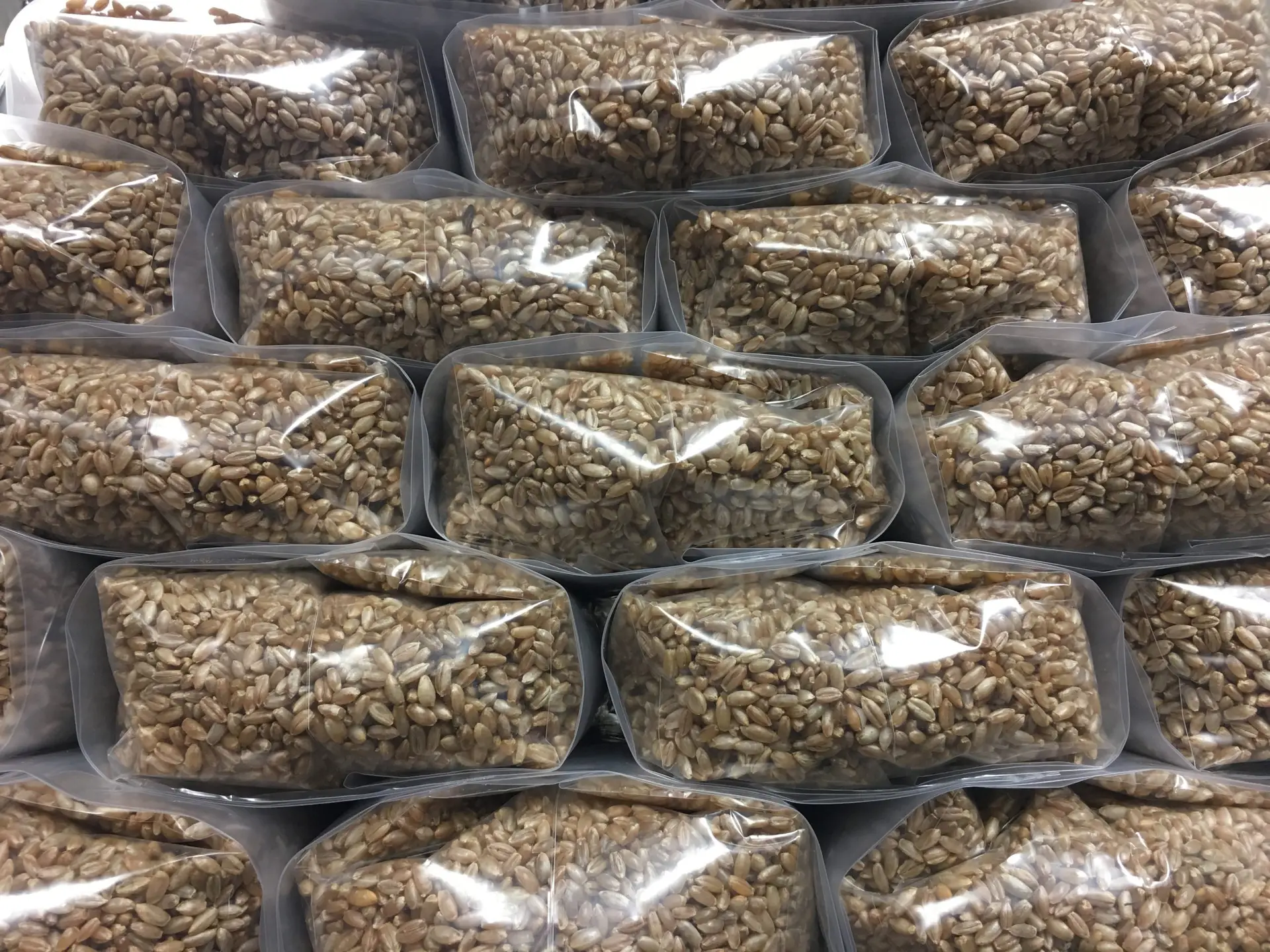 Buy 1lb rye grain bag (450grams) - Spore Buddies