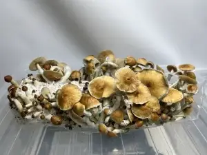 Harvest Inject and Forget Bag: A fully colonized and fruiting mushroom block with mature mushrooms ready for harvesting.